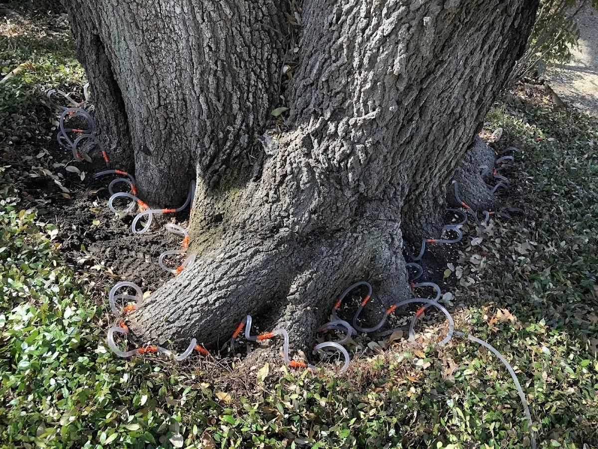 Detailed Tree Cabling and Bracing job site in Clifford
