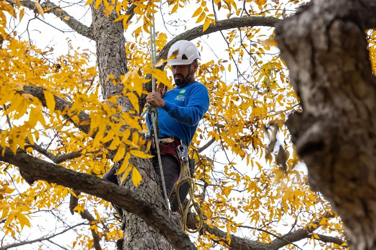 Skilled Tree Transplanting crew working in Clifford