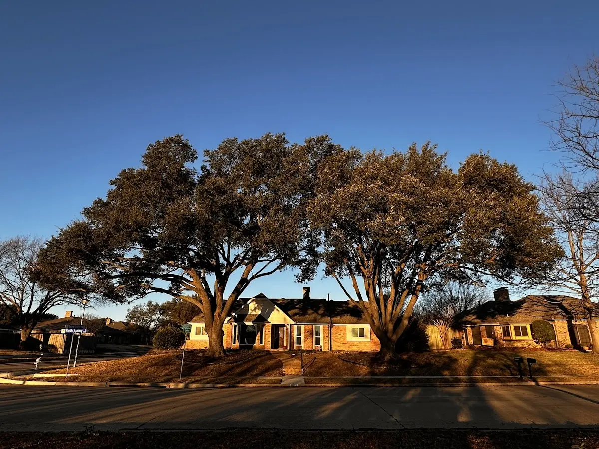 Established residential canopy tree shading a home in Clifford