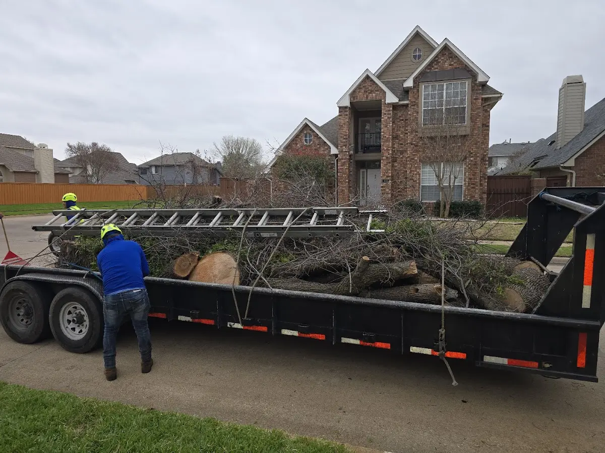 Expert Tree Fertilization with proper safety equipment in Clifford